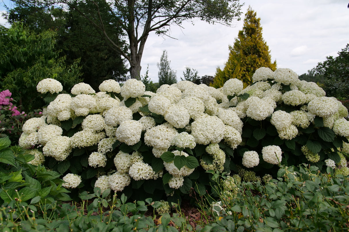 INCREDIBALL STORM PROOF™ Smooth Hydrangea