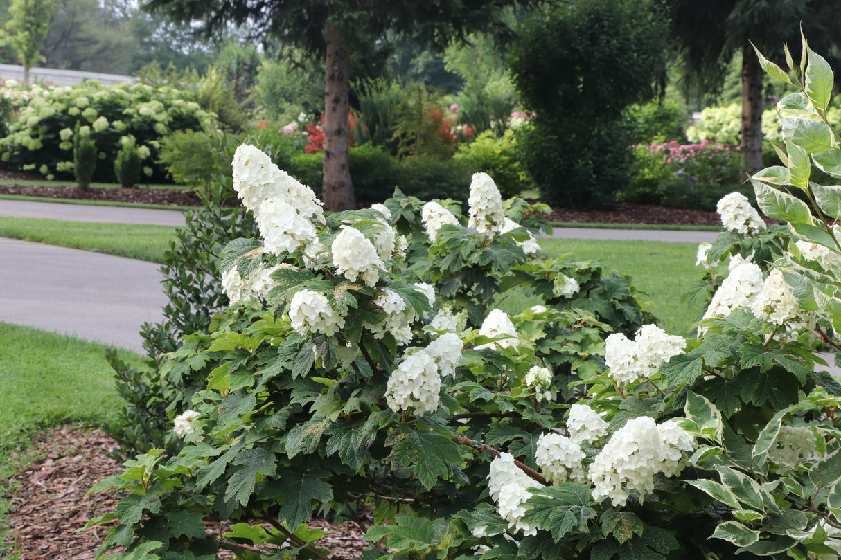 Gatsby Glow Ball® Oakleaf Hydrangea