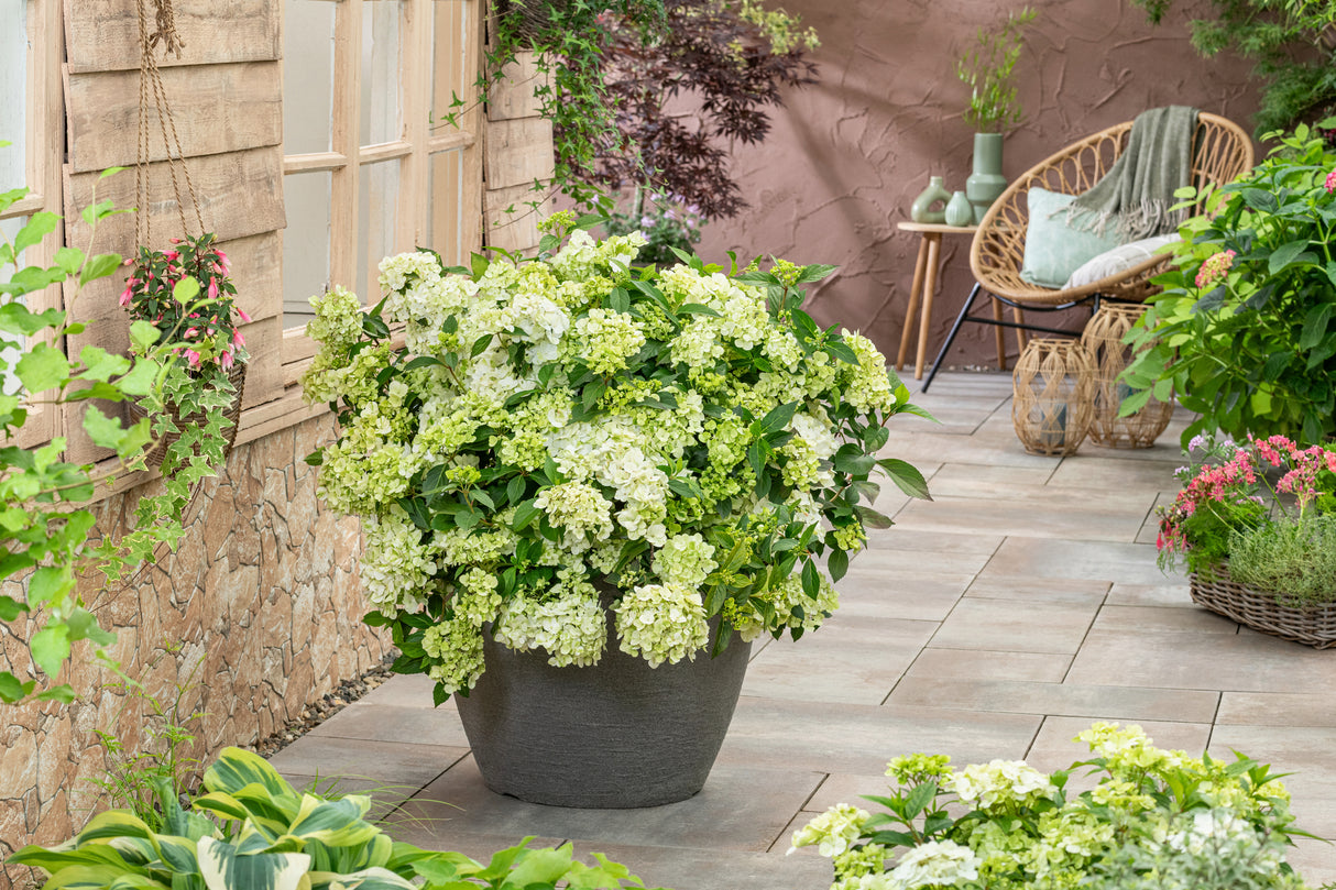 Fairytrail® Green Cascade Hydrangea