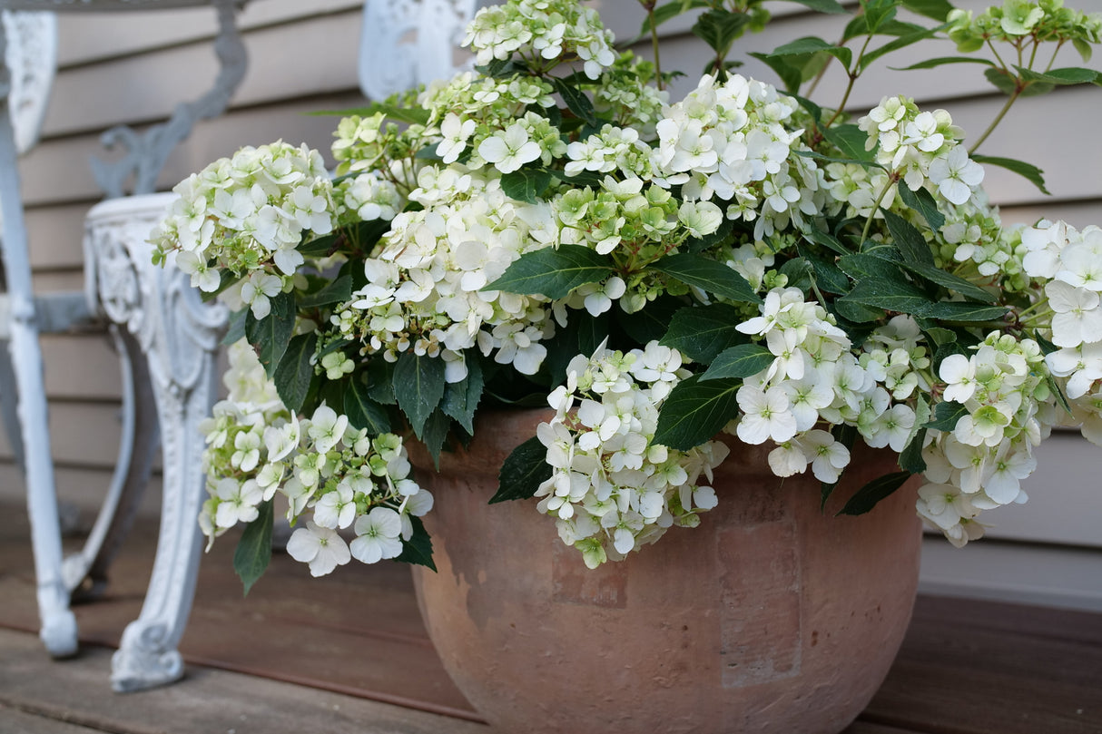 Fairytrail® White Cascade Hydrangea