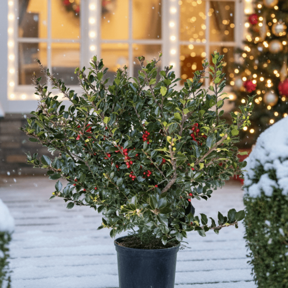 Royal Family Holly Combo