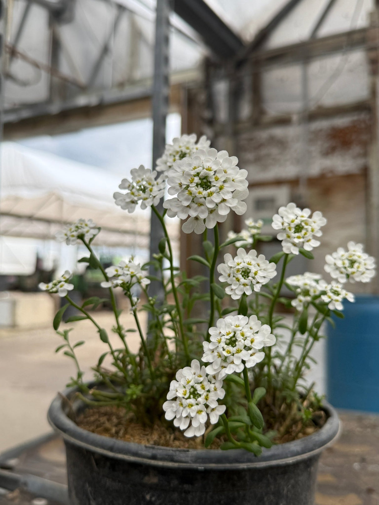 Alexander's White Candytuft displays pristine white clustered flowers with yellow centers on green stems in a greenhouse container setting.