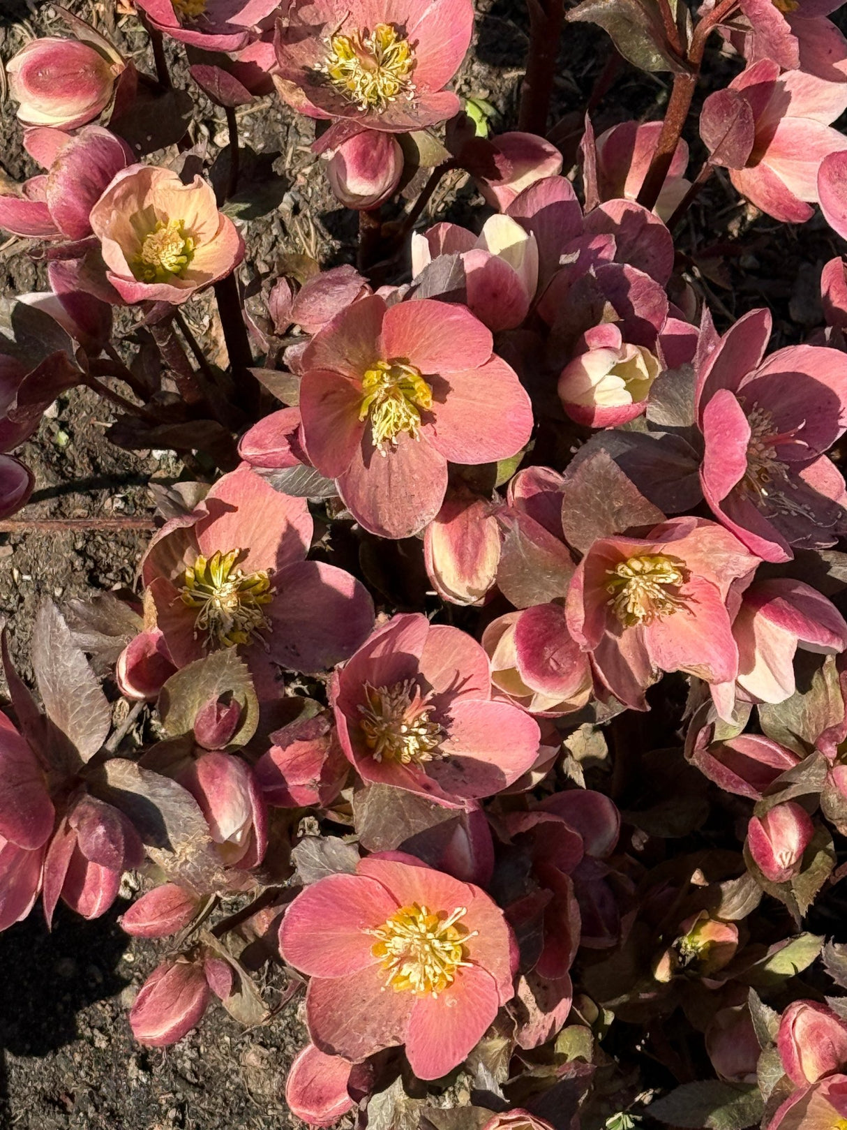 Gold Collection® Merlin Lenten Rose