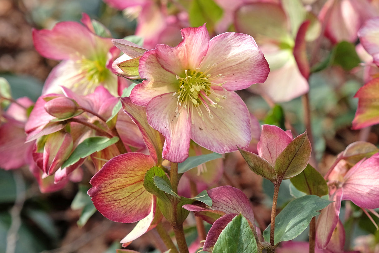 Ice N' Roses® Rose Lenten Rose
