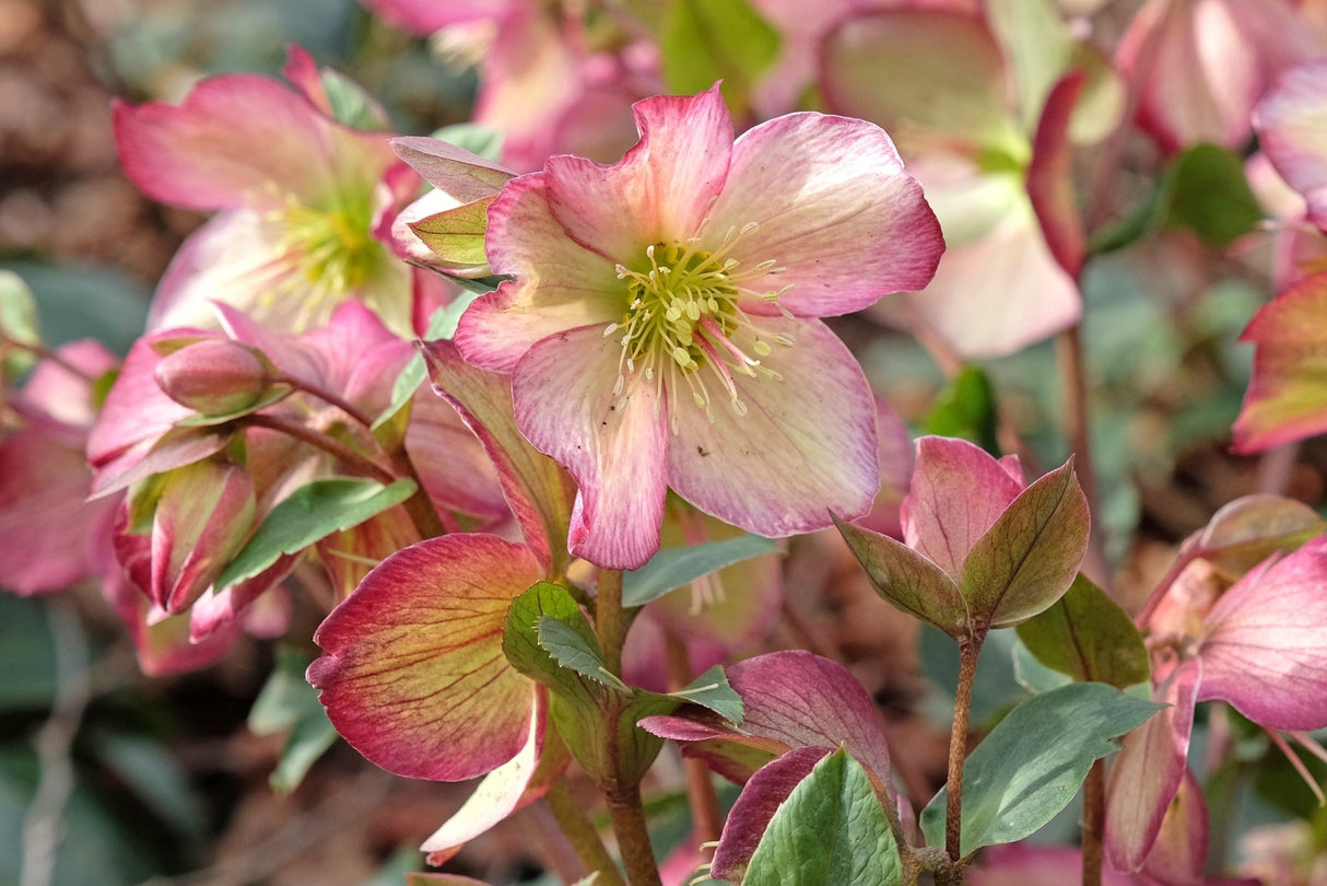 Ice N' Roses® Rose Lenten Rose