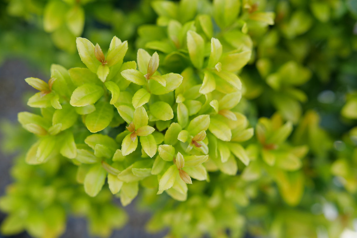 Glow Pop Japanese Holly