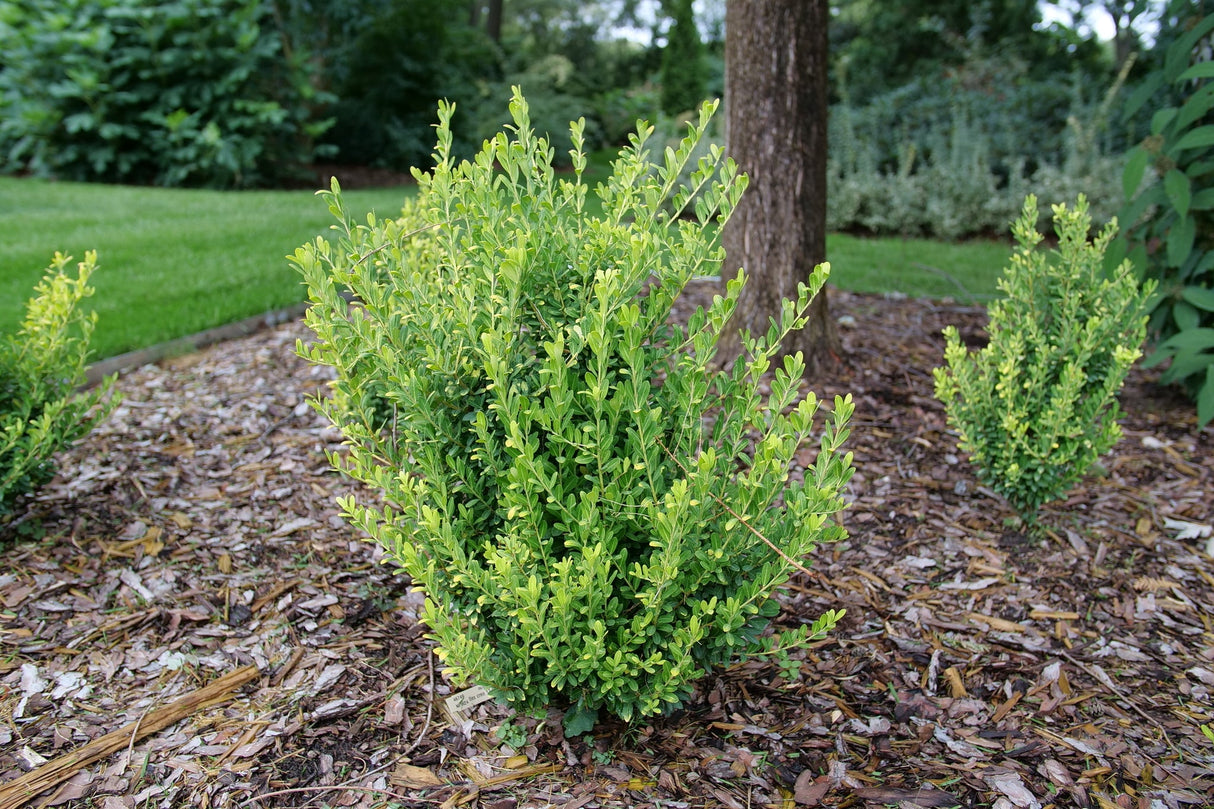 Glow Pop Japanese Holly