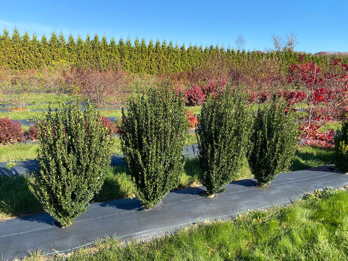 Hedge Box Japanese Holly