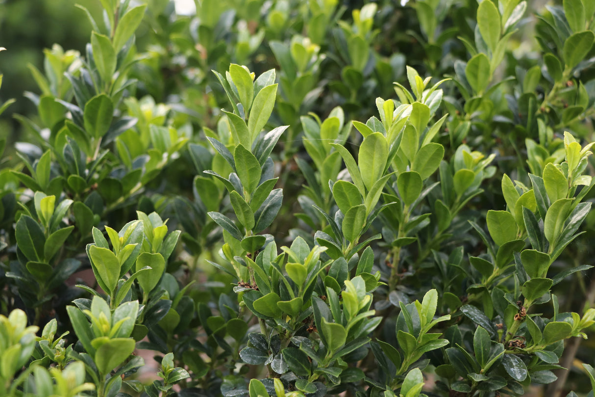 Hedge Box Japanese Holly