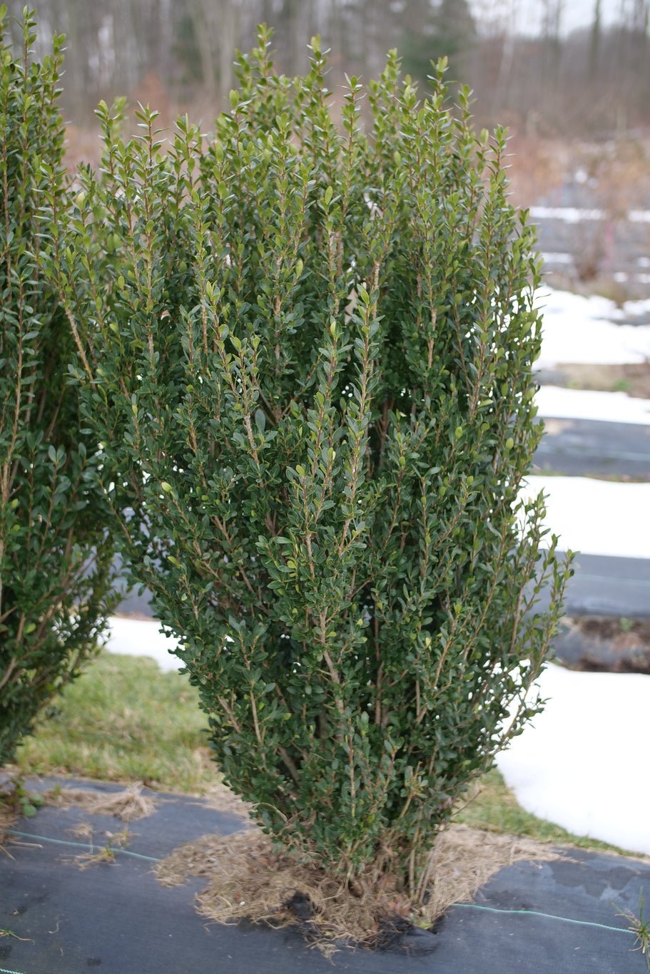 Hedge Box Japanese Holly