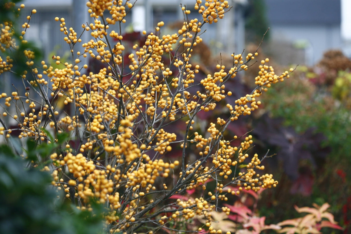 Berry Heavy® Gold Winterberry