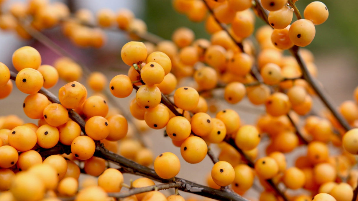 Berry Heavy® Gold Winterberry