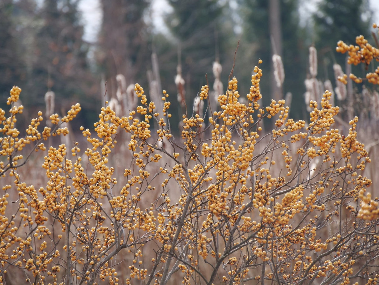 Berry Heavy® Gold Winterberry