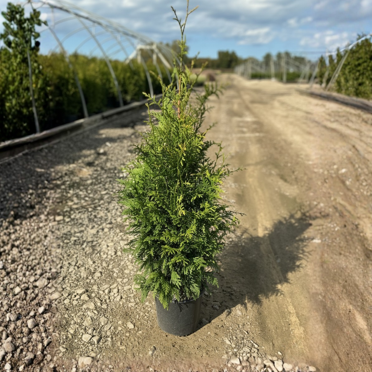Junior Giant Arborvitae
