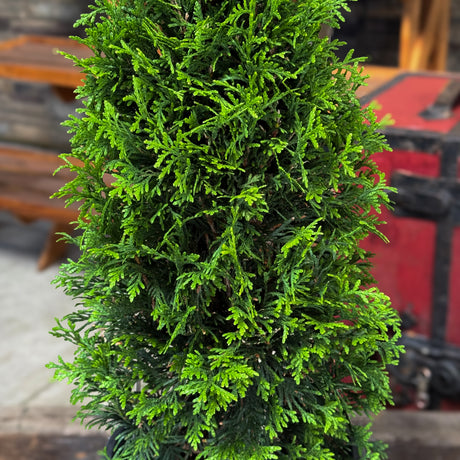Get lush, fast privacy with the Junior Giant Arborvitae. This smaller version of the Green Giant thrives year-round, offering elegant winter greenery for hedges, borders, and festive backdrops.