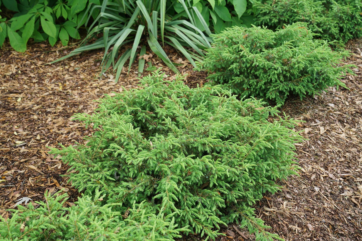 Tortuga® Juniper