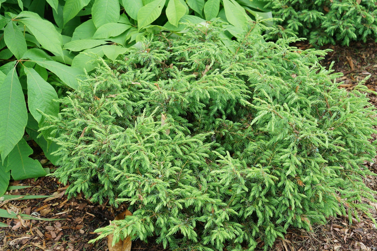 Tortuga® Juniper