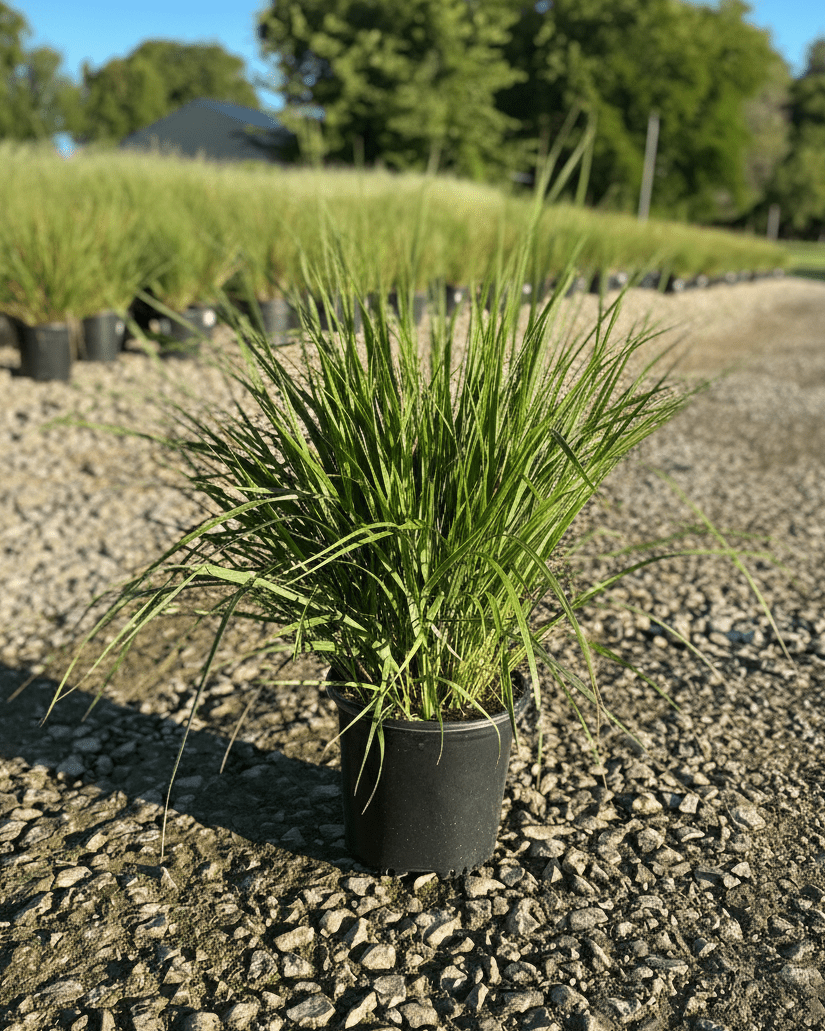 Karl Forester Feather Reed Grass at Nature Hills Nursery