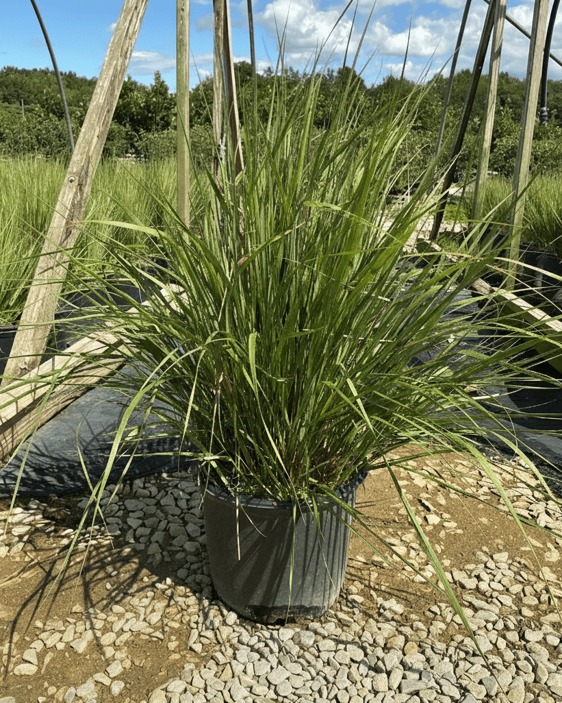 3 Gallon Karl Foerester Feather Reed Grass at Nature Hills Nursery.