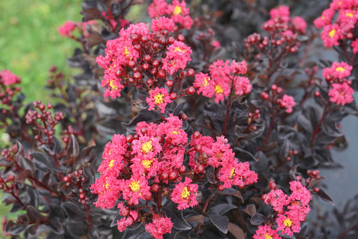 Center Stage® Pink Crape Myrtle