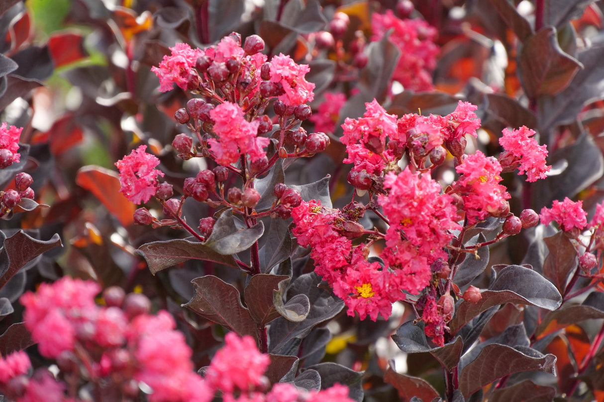 Center Stage® Pink Crape Myrtle