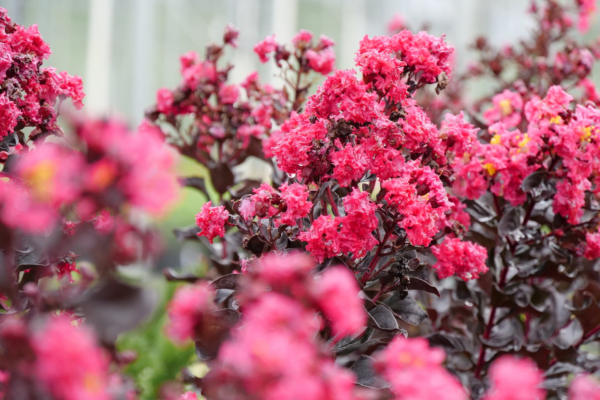 Center Stage® Pink Crape Myrtle