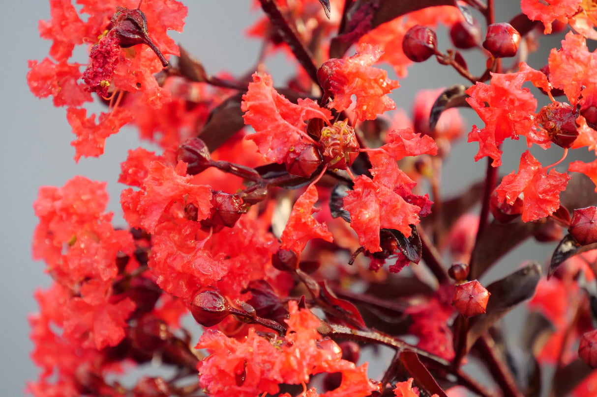 Center Stage® Red Crape Myrtle