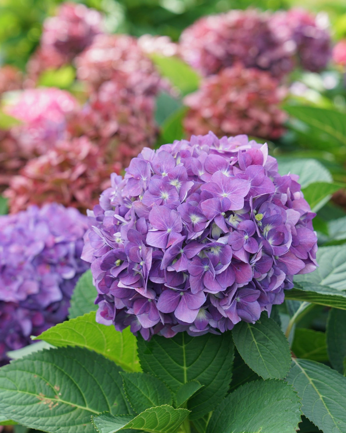 Close-up of purple hydrangea flowers with green leaves