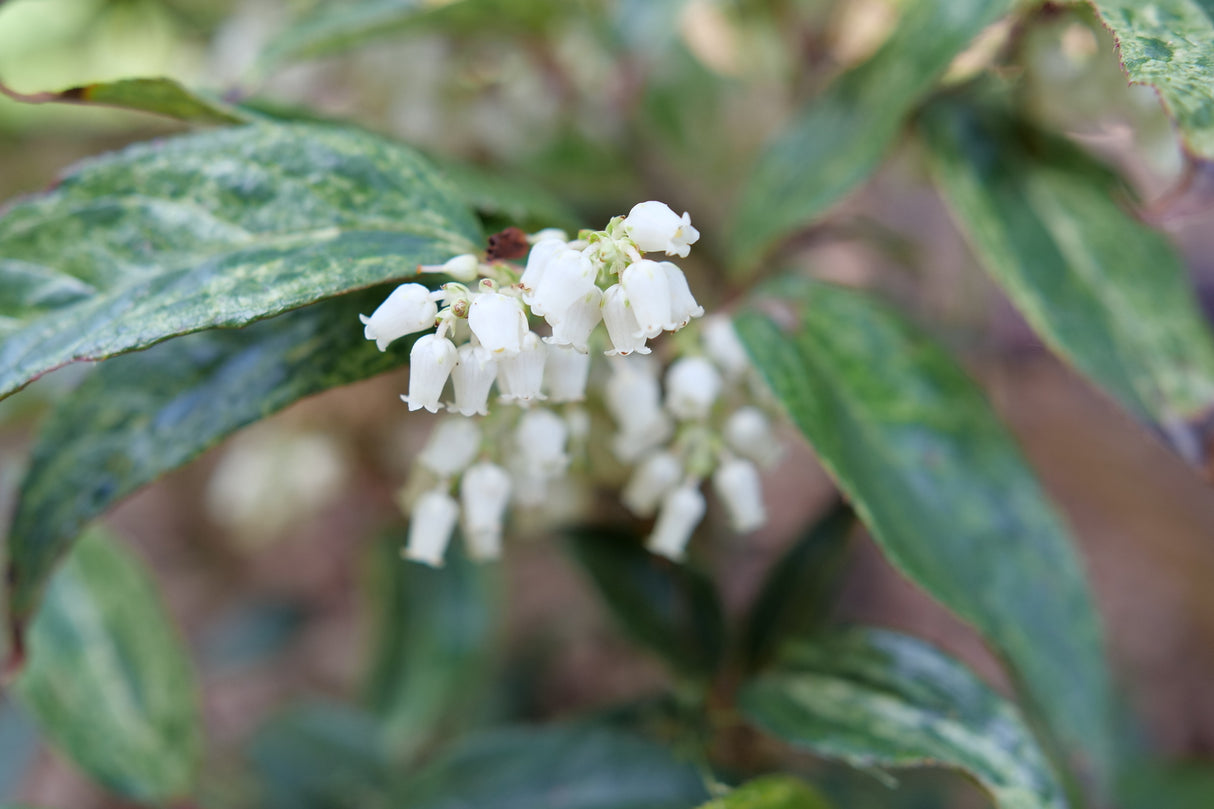Detail view of Paisley Pup® Doghobble (Leucothoe fontanesiana ''KLMFP') showing plant structure and foliage.