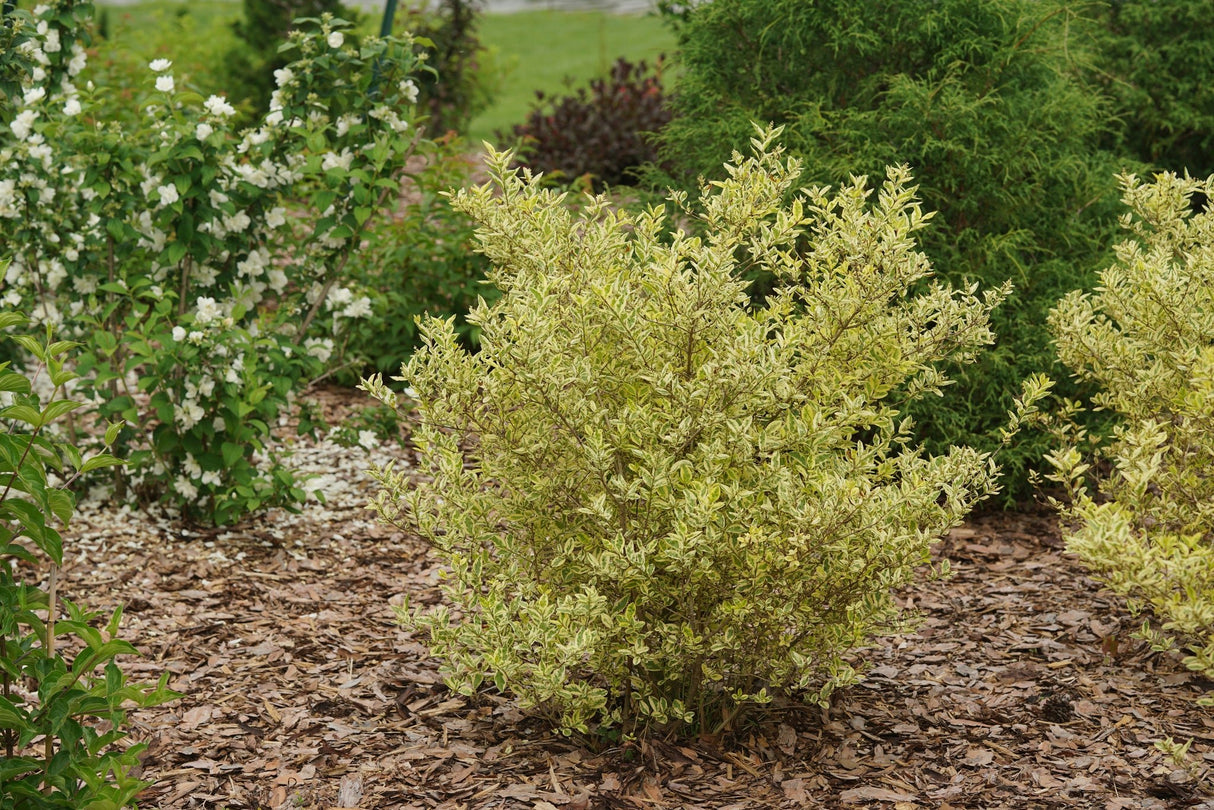 Good Vibrations® Privet