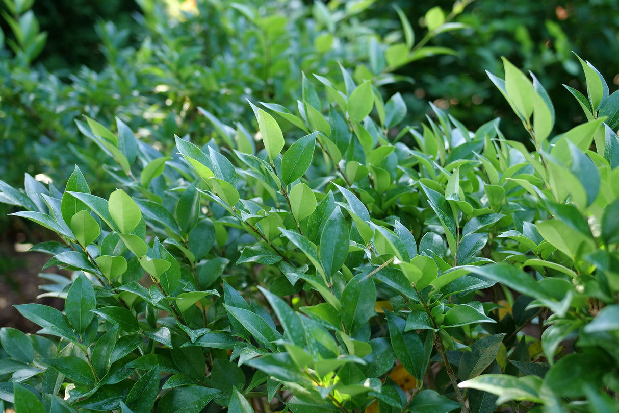 Kindly® Japanese Privet