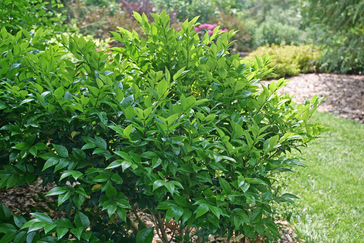 Kindly® Japanese Privet