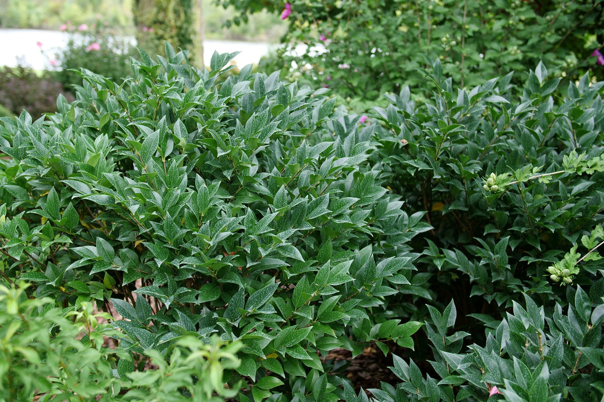 Kindly® Japanese Privet