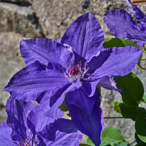 Lindsay Clematis Blooms