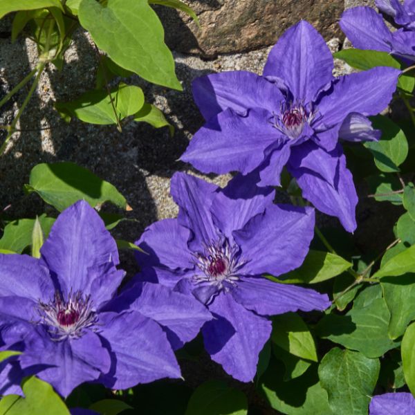 Lindsay Clematis Bloomed