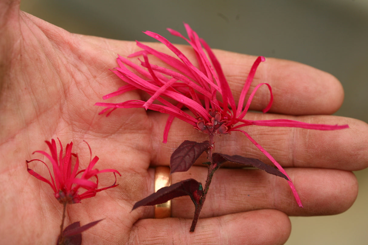 Jazz Hands Bold® Chinese Fringe Flower (Loropetalum chinense 'Kurobi') planted in a residential landscape.