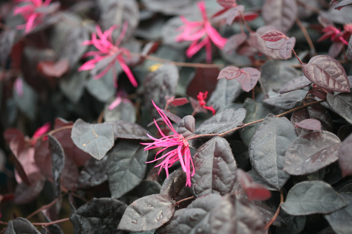 Jazz Hands Bold® Chinese Fringe Flower (Loropetalum chinense 'Kurobi') shrub detail, image 7 of 10.