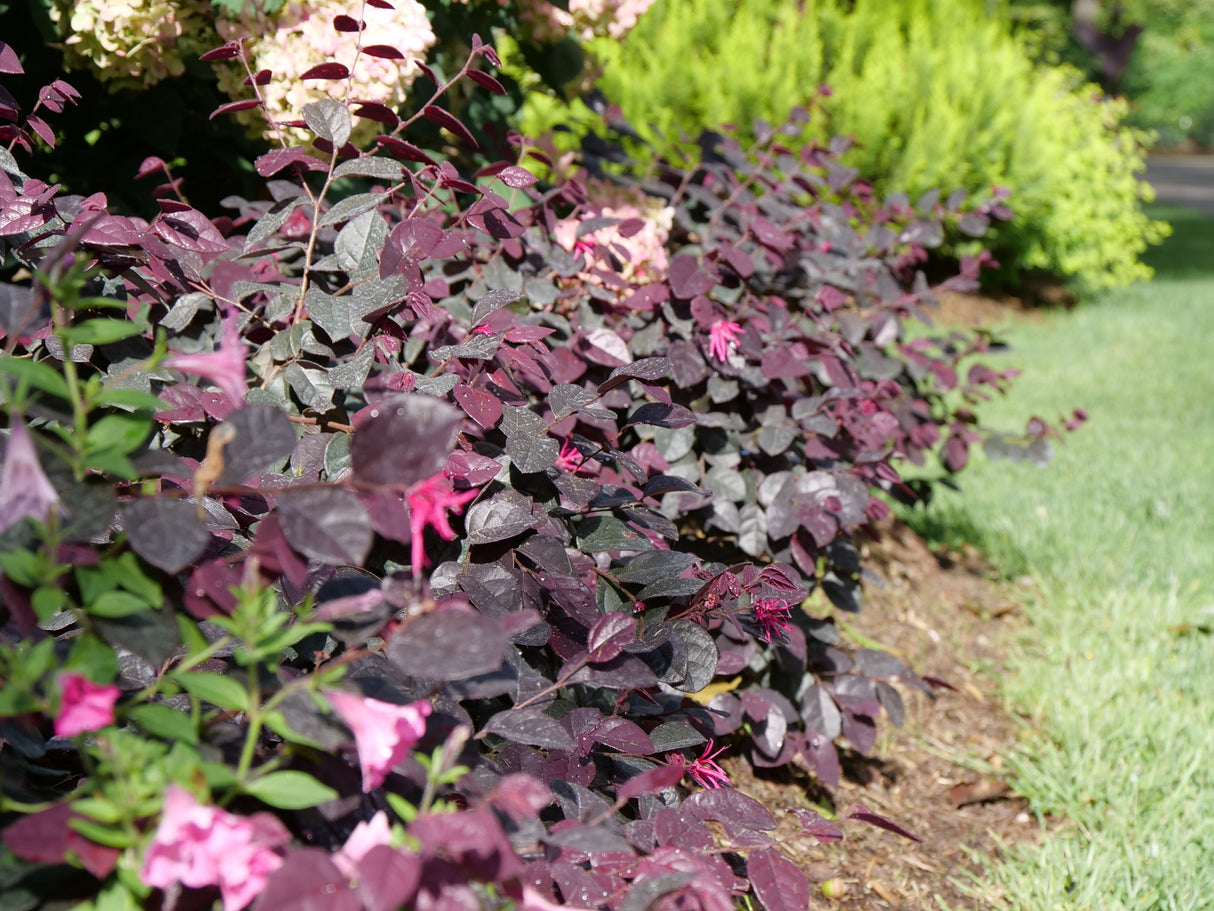 Jazz Hands Bold® Chinese Fringe Flower (Loropetalum chinense 'Kurobi') shrub detail, image 9 of 10.