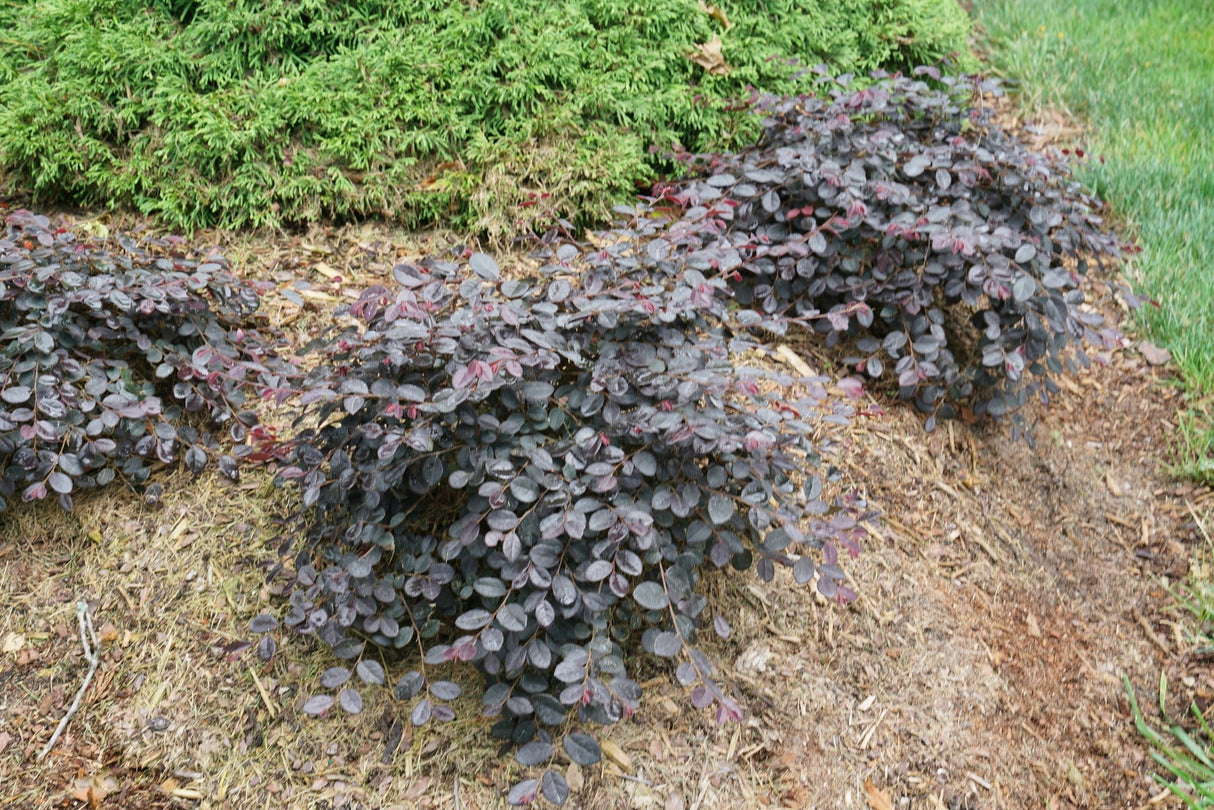 Jazz Hands Mini® Chinese Fringe Flower (Loropetalum chinense 'Beni Hime') foliage and growth habit in the landscape.