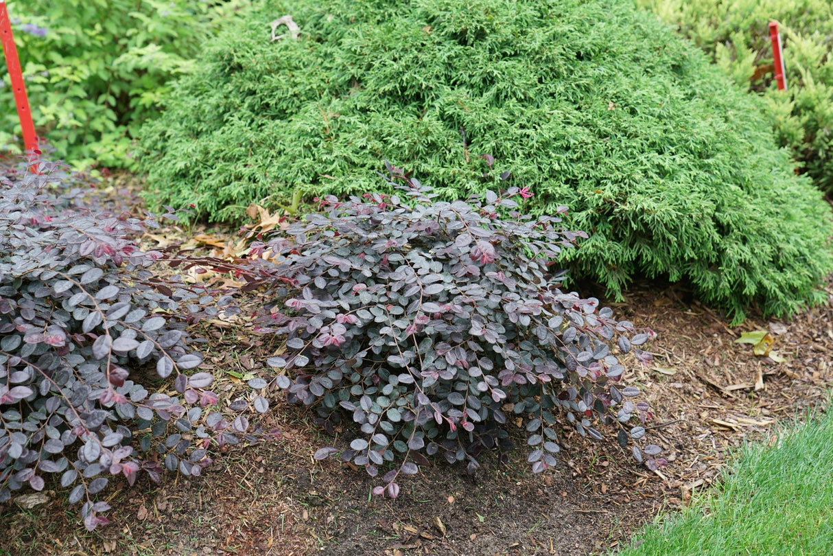 Jazz Hands Mini® Chinese Fringe Flower (Loropetalum chinense 'Beni Hime') planted in a residential landscape.