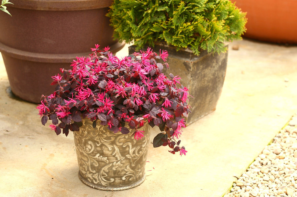 Jazz Hands® Pink Chinese Fringe-flower