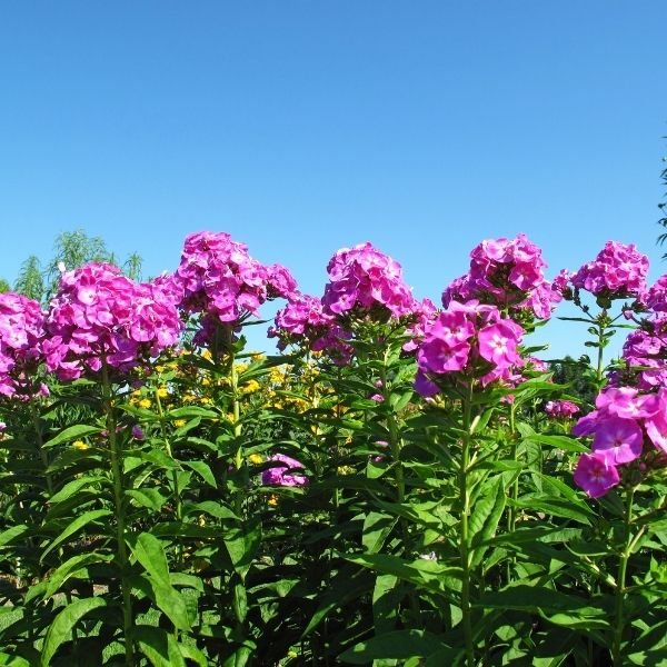 Luminary® Ultraviolet Tall Garden Phlox with vivid ultraviolet-purple flower clusters atop tall, sturdy stems and deep green lance-shaped leaves.
