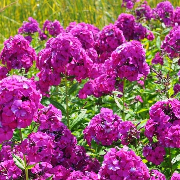 Close-up of Luminary® Ultraviolet Tall Garden Phlox showing fragrant, starry purple florets packed into rounded summer bloom heads.