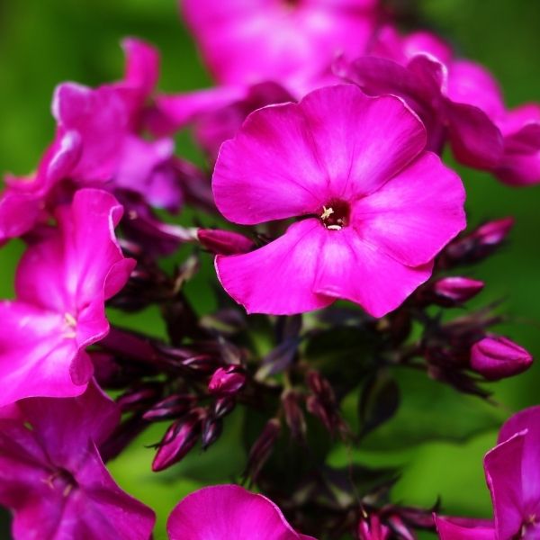 Luminary® Ultraviolet Tall Garden Phlox in full bloom forming a vertical pop of purple in a sunny border with dense green foliage below.