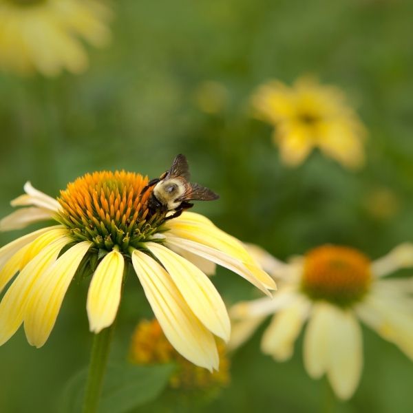 Mellow Yellows Coneflower