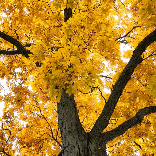 Mockernut Hickory Tree