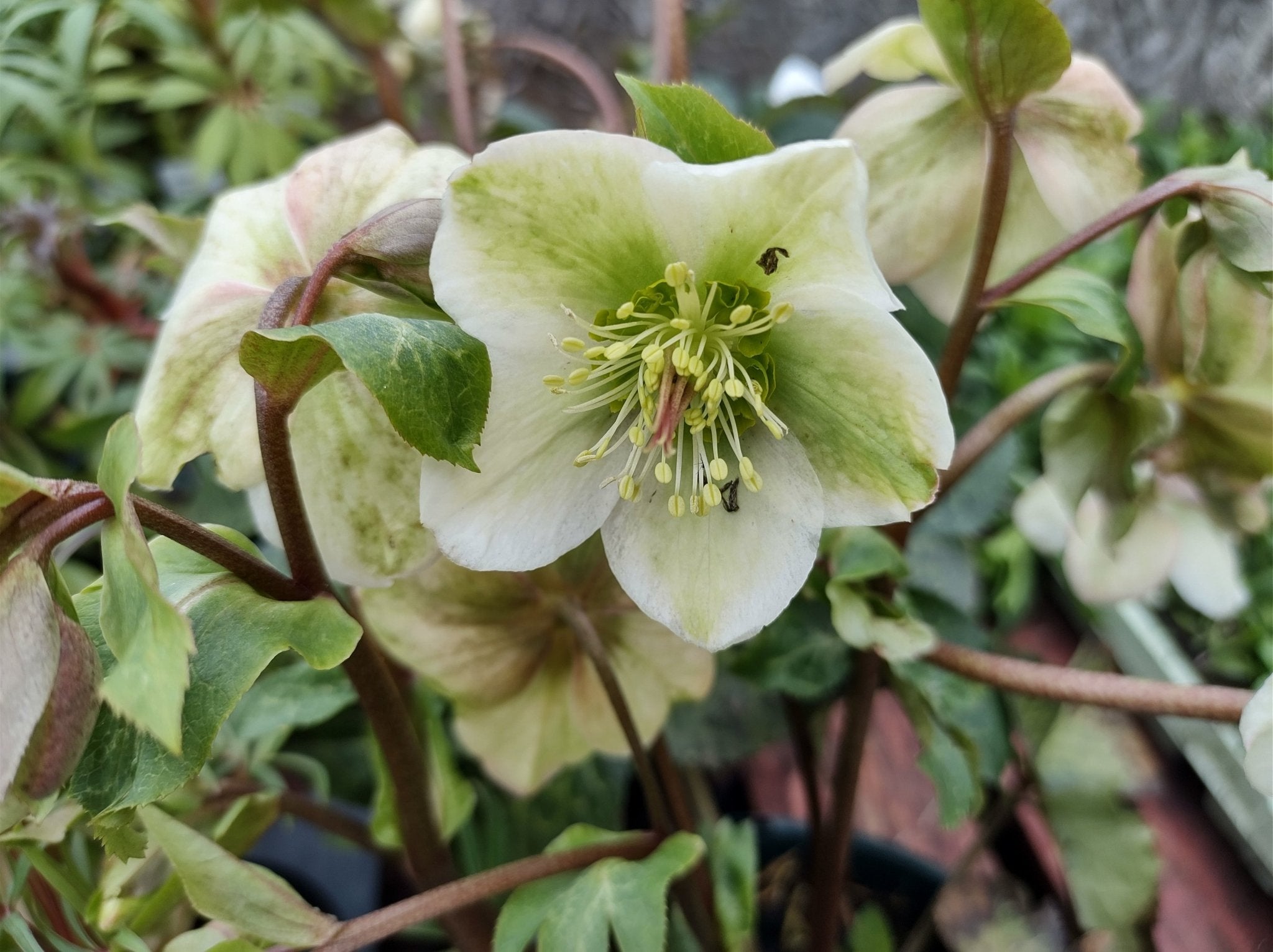 Mollys-white-lenten-rose.jpg?