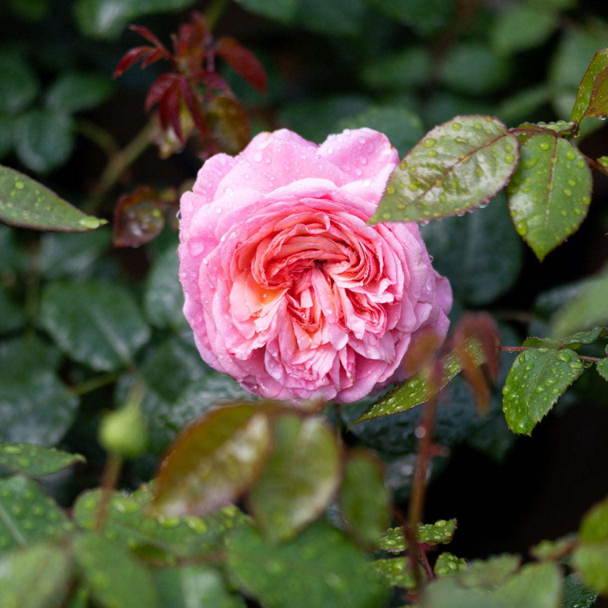 Martha Stewart Hybrid Tea Rose displaying fully double pink blooms with rain droplets on petals and foliage.