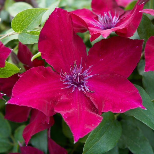 Nubia Clematis Bloom