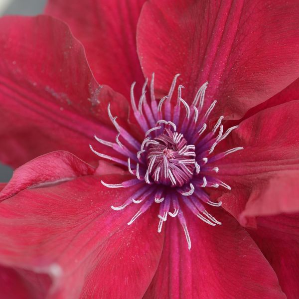 Nubia Clematis Close Up Bloom